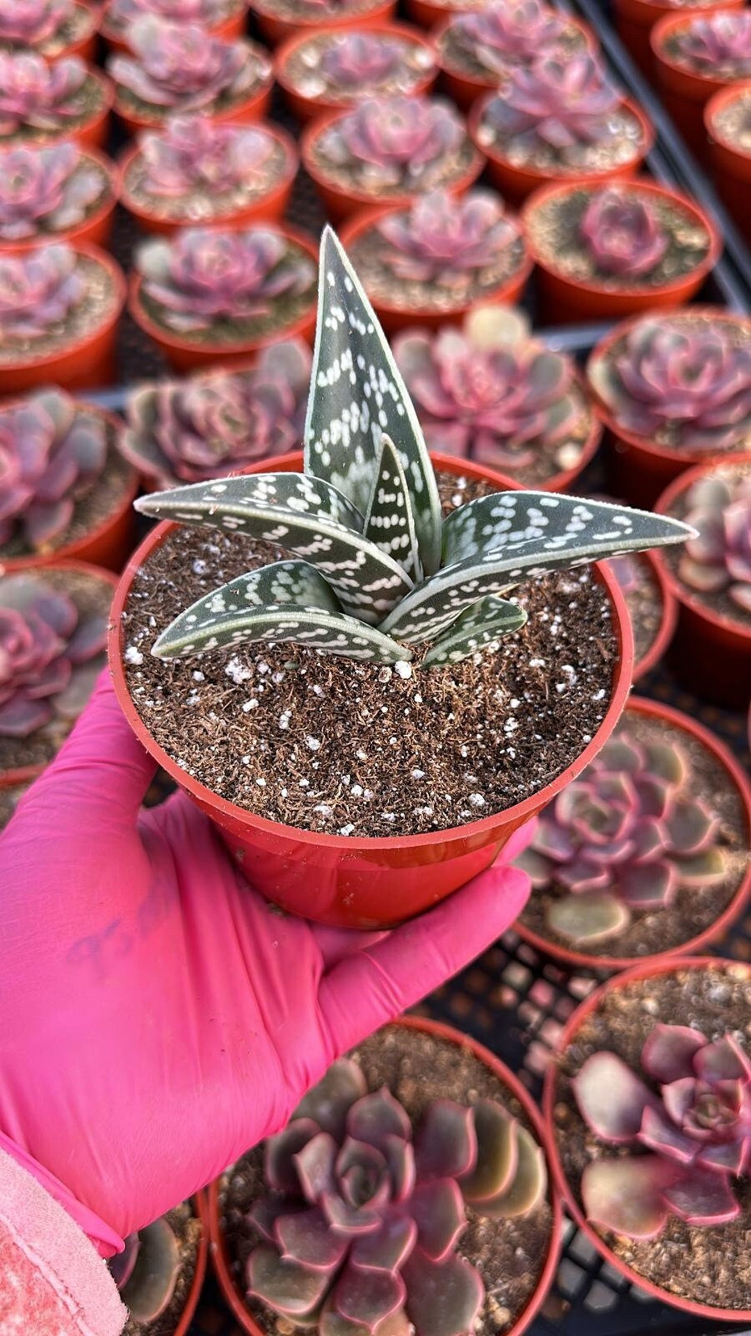 Aloe Variegata (tiger Aloe) - Etsy