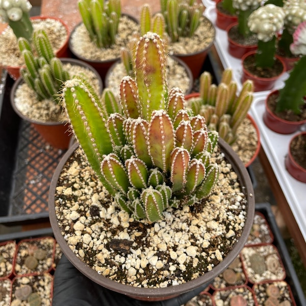 Fairy Castle Cactus