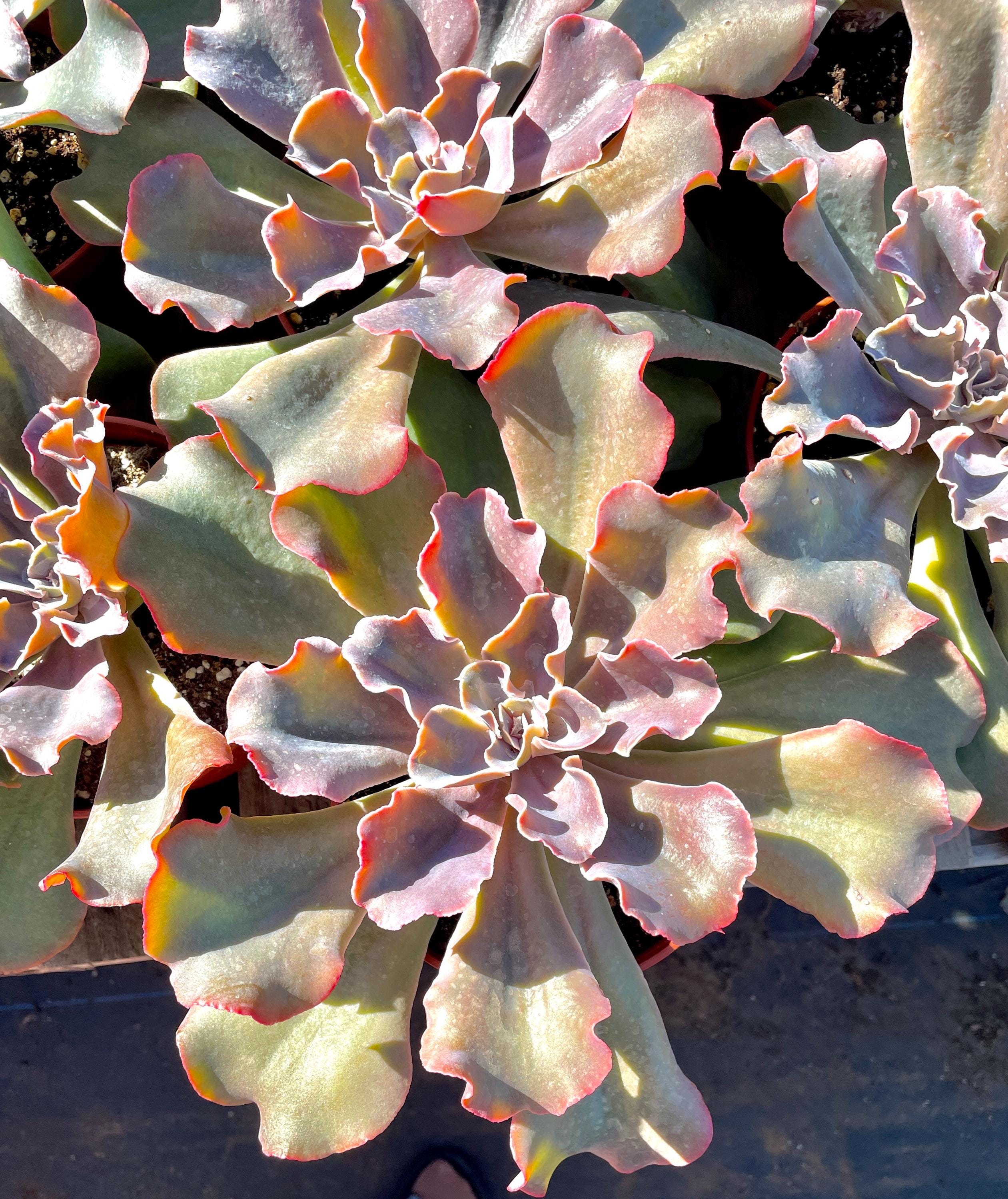M✧succulent ·͜· ︎︎ᕷ Faux Pink Echeveria Succulent Potted in White Geometric Vase - Marmeda