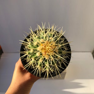 Golden Barrel Cactus (Echinocactus grusonii)
