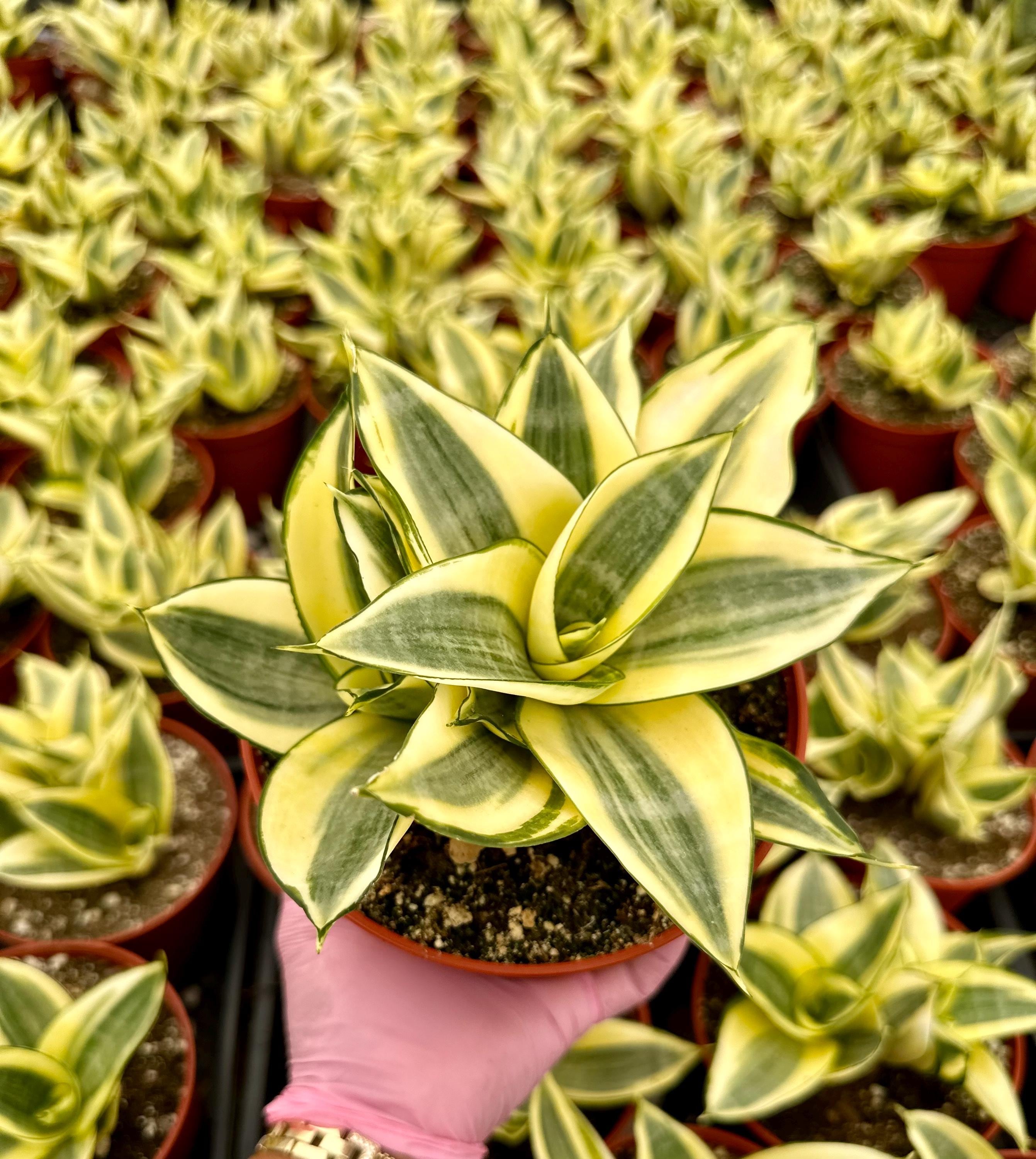 M✧succulent ·͜· ︎︎ᕷ Faux Pink Echeveria Succulent Potted in White Geometric Vase - Marmeda