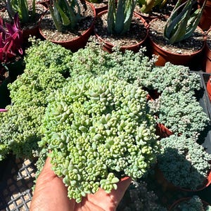 Sedum Dasyphyllum Minor/ Live Succulent