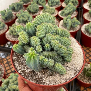 Blue Myrtillocactus Geometrizans- Crested 6 Inch