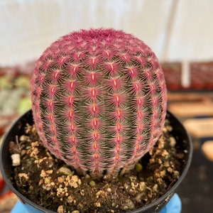 Rainbow Cactus- 4 Inch