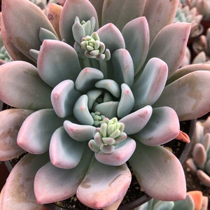 May include: Close-up of a succulent plant with thick, pale green leaves edged in pink. The plant has a symmetrical, rosette shape with new growth emerging from the center. The background shows other similar plants.
