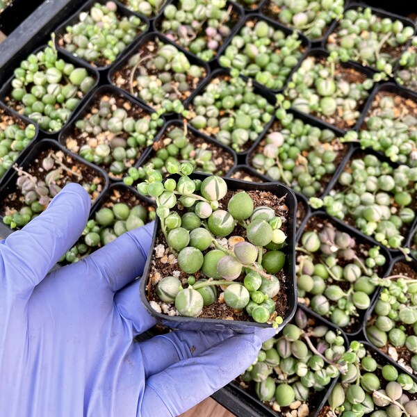 String of Pearls Variegated- 2 inch