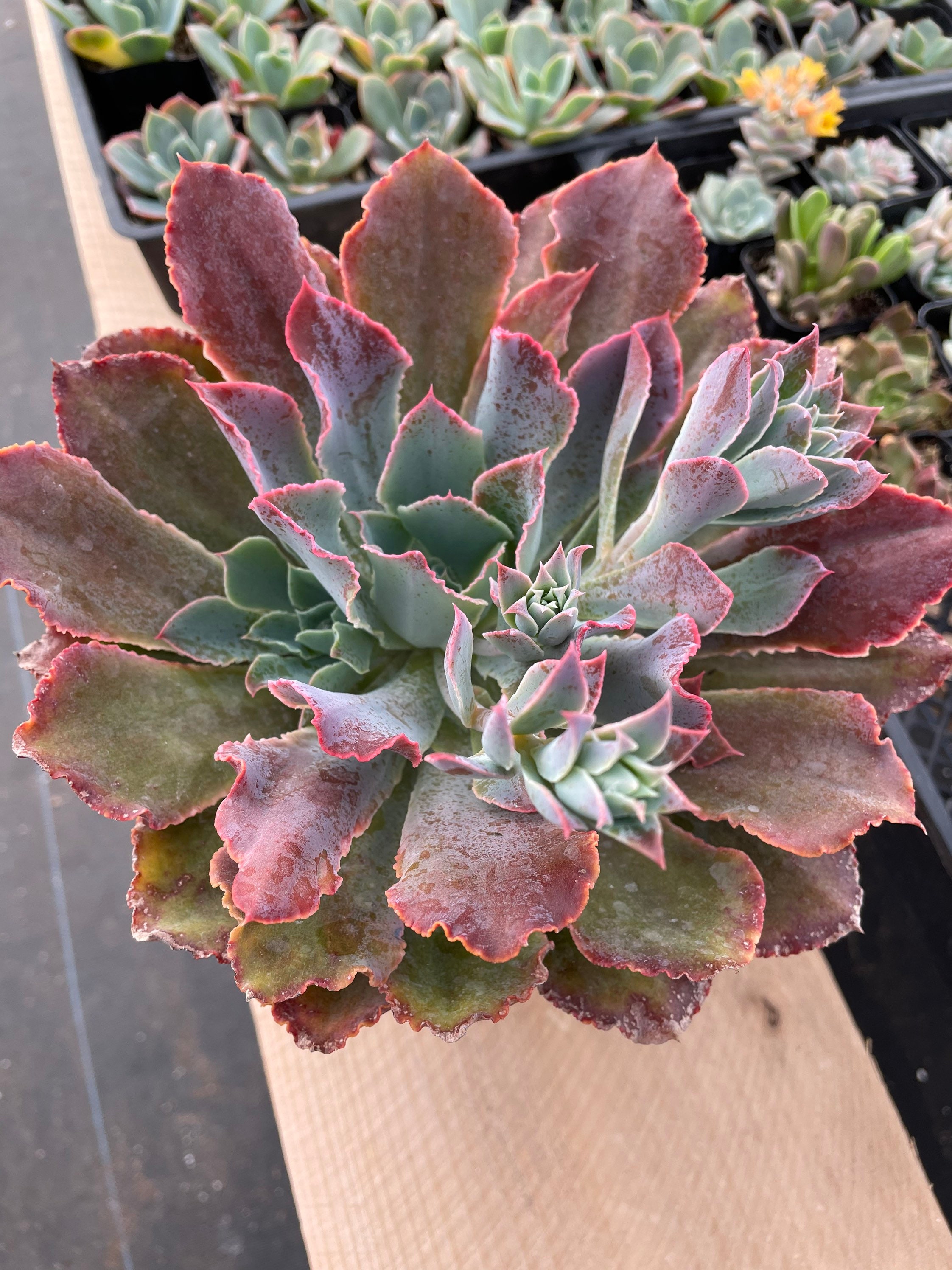 Echeveria Neon Breaker - 6 inch