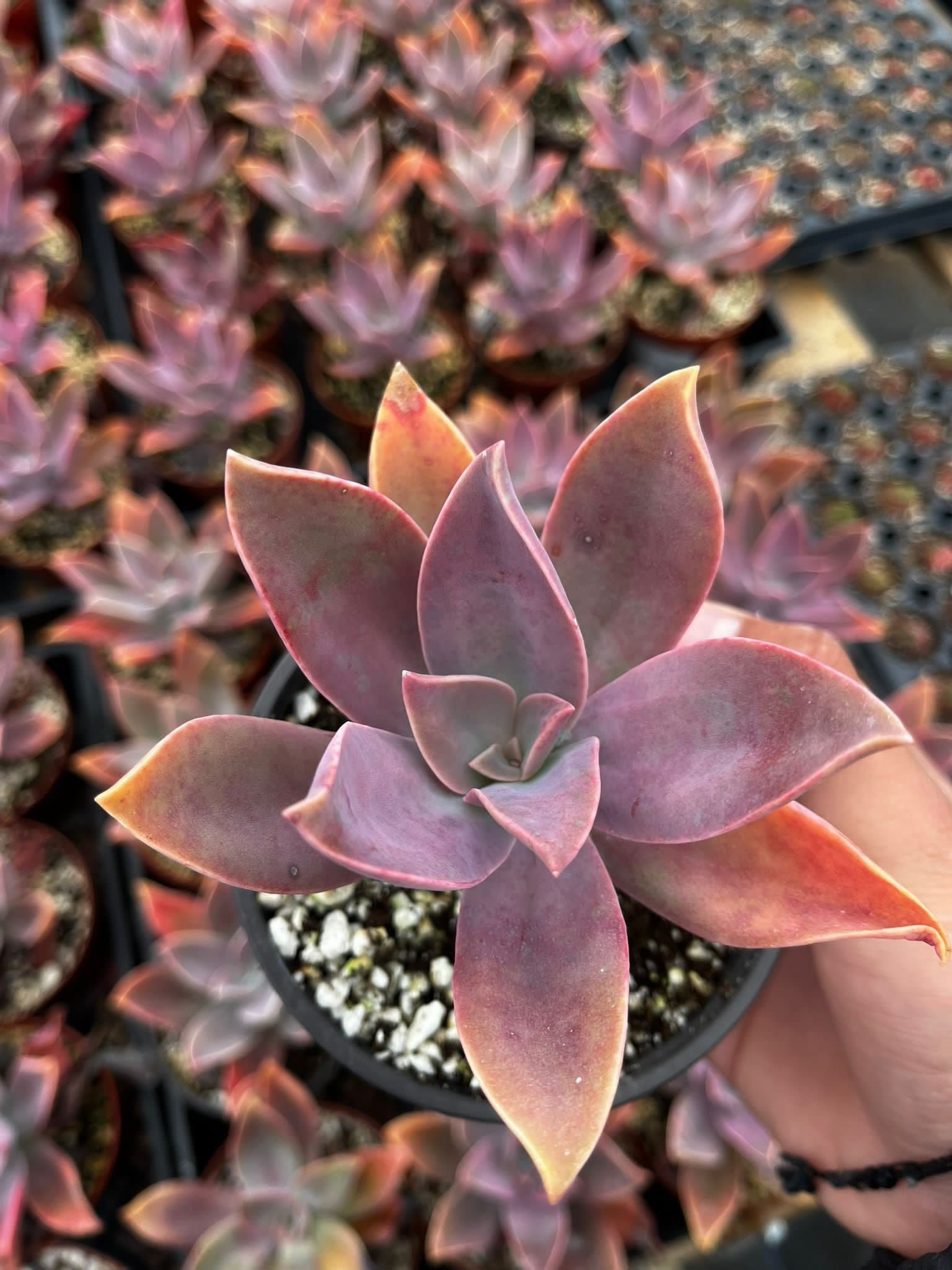 TheSucculentsFarm - Etsy
