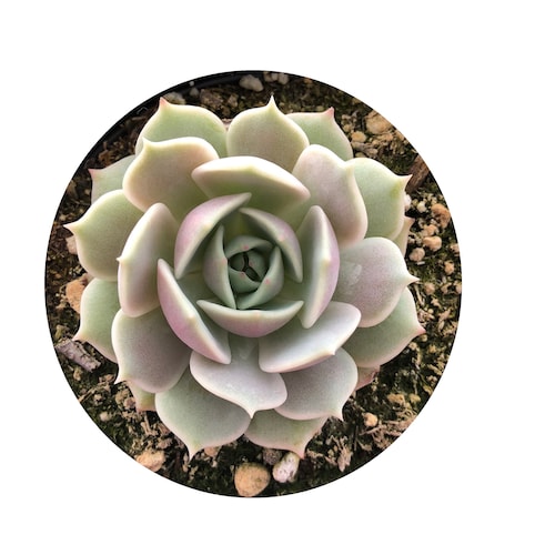 TheSucculentsFarm - Etsy