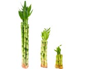 Straight Lucky Bamboo (10pcs, 7 sizes)