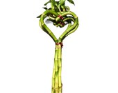 Heart Shaped Lucky Bamboo