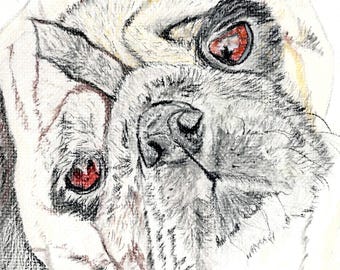 Digital Download - Pencil Drawing of a Pug - Toy Dog Breed
