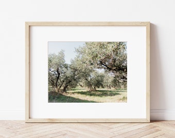 Olive Trees In St. Remy, France || Fine Art Travel Photography Print