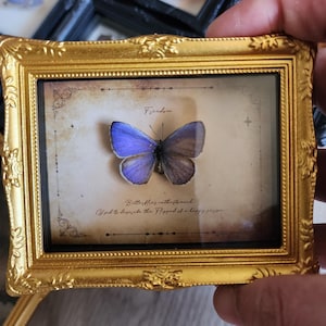 May include: A framed butterfly specimen in a gold ornate frame. The butterfly is a vibrant blue and brown colour, mounted on a vintage-style paper background. The frame has the word "Freedom" and the phrase "Butterflies in the stomach" printed on the paper.