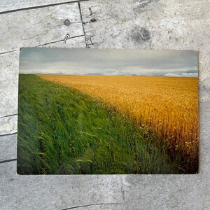 Canadian Wheat Fields Vintage Unused Majestic Post Card