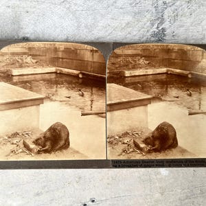 American Beaver 11475 European Publishers Underwood & Underwood Stereoscope Card 1916