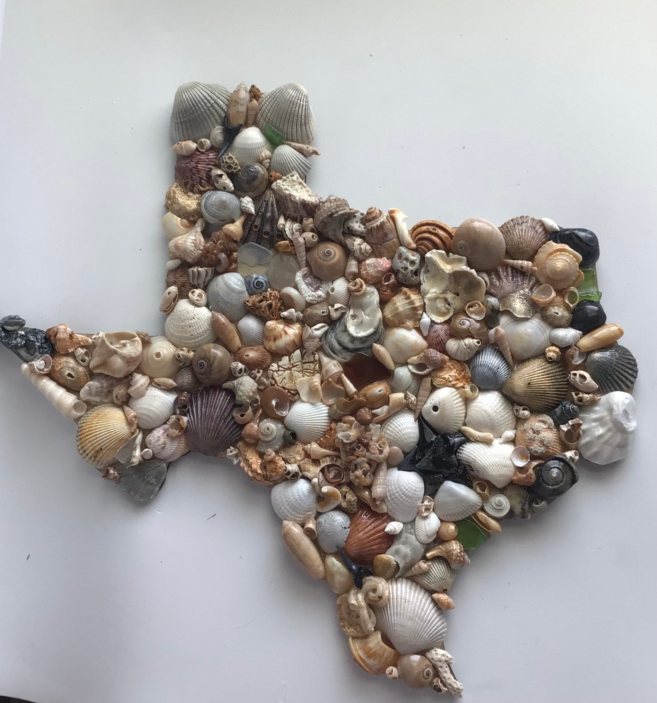 Oregon State Shell What Is The Official State Shell Of Texas? – FTTQY