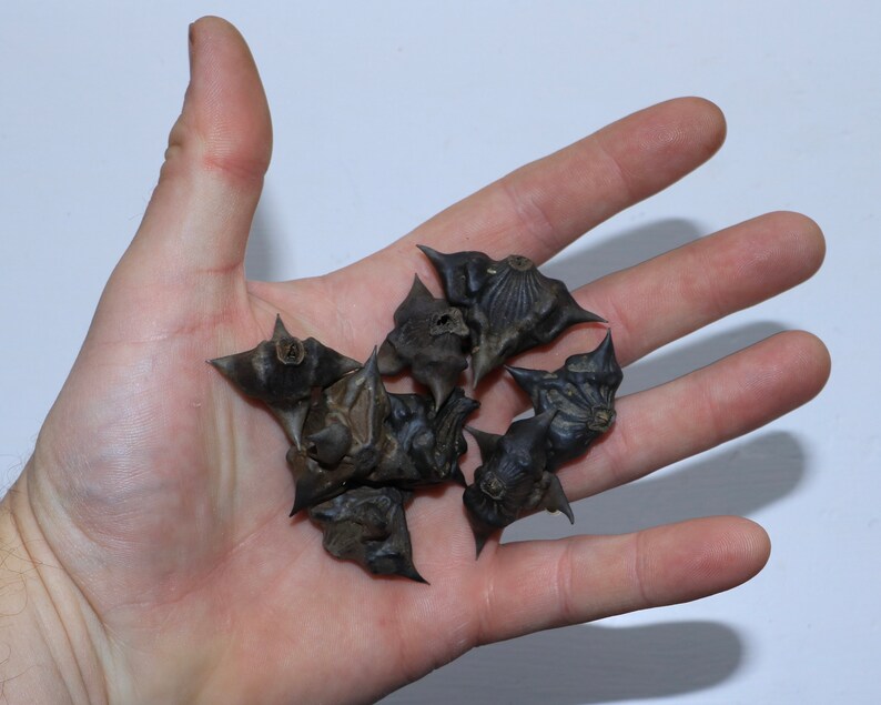 Bulk Water Chestnut Seeds Devil Pods Bat Nuts Water Etsy