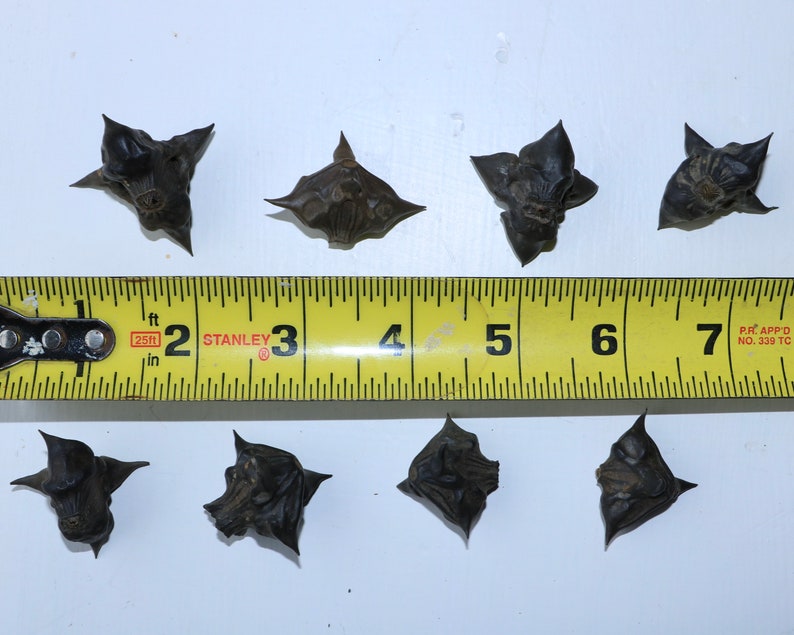 Bulk Water Chestnut Seeds Devil Pods Bat Nuts Water Etsy