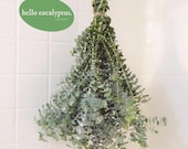 Large Fresh Eucalyptus Shower Bundle, Eucalyptus Shower Plant, Eucalyptus Shower Bundle,  Eucalyptus , Real Eucalyptus, Eucalyptus Shower