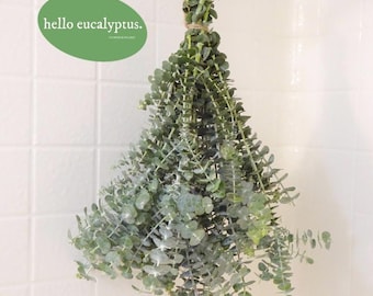 Large Fresh Eucalyptus Shower Bundle, Eucalyptus Shower Plant, Eucalyptus Shower Bundle,  Eucalyptus , Real Eucalyptus, Eucalyptus Shower