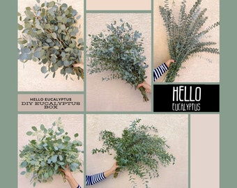 DIY Wedding Eucalyptus Greenery Box | Fresh Bulk Eucalyptus | Wholesale Eucalyptus Fresh Eucalyptus