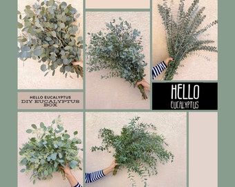 Fresh Eucalyptus Greenery Box | Overnight Delivery Eucalyptus | Fresh Bulk Eucalyptus | Wholesale Eucalyptus Fresh Wedding Event Eucalyptus