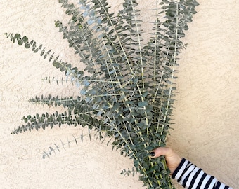 Baby Eucalyptus Bunch, Decor, Eucalyptus Spiral, Baby Blue Eucalyptus