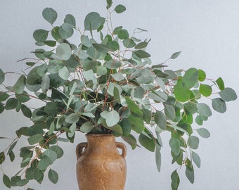 Bulk Silver Dollar Eucalyptus Stems | Eucalyptus Decor | Fresh | Silver Dollar Eucalyptus Plant | Wedding Eucalyptus