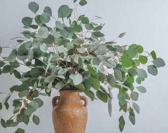 Silver Dollar Eucalyptus Bunch | Eucalyptus Decor | Fresh/Dry | Silver Dollar Eucalyptus Plant | Wedding Eucalyptus