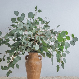 Bulk Silver Dollar Eucalyptus Stems | Eucalyptus Decor | Fresh | Silver Dollar Eucalyptus Plant | Wedding Eucalyptus