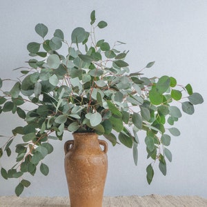 Silver Dollar Eucalyptus Bunch | Eucalyptus Decor | Fresh/Dry | Silver Dollar Eucalyptus Plant | Wedding Eucalyptus