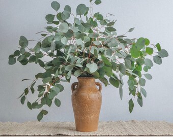 Silver Dollar Eucalyptus Bunch | Eucalyptus Decor | Fresh/Dry | Silver Dollar Eucalyptus Plant | Wedding Eucalyptus