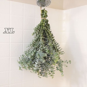 May include: A bundle of fresh eucalyptus leaves hangs from a shower head. The leaves are a mix of green and gray-green, tied together with twine. The text "XL" is visible on the white tiled wall.