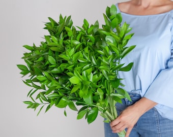 Bulk Israeli Ruscus Stems