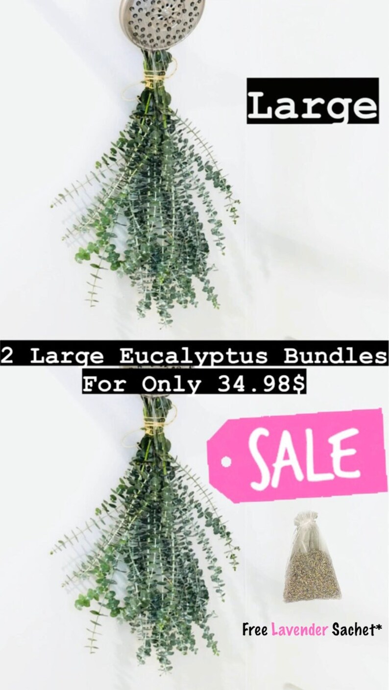 Large Fresh Eucalyptus Shower Bundle, Eucalyptus Bundle, Shower Eucalyptus Bundle, Eucalyptus For Shower, Eucalyptus Shower Bundle, Aroma