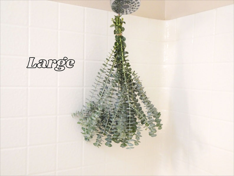 May include: A bundle of fresh eucalyptus leaves hangs from a shower head. The leaves are a muted green color and are tied together with twine. The word "Large" is written in black text on the white tiled wall.