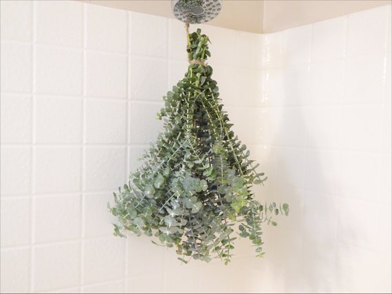 Large Fresh Eucalyptus Shower Bundle Eucalyptus Shower Plant