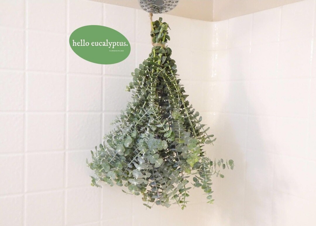 Large Fresh Eucalyptus Shower Bundle, Eucalyptus Shower Plant ...