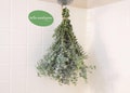 Large Fresh Eucalyptus Shower Bundle, Eucalyptus Shower Plant, Eucalyptus Shower Bundle, Eucalyptus , Real Eucalyptus, Eucalyptus Shower