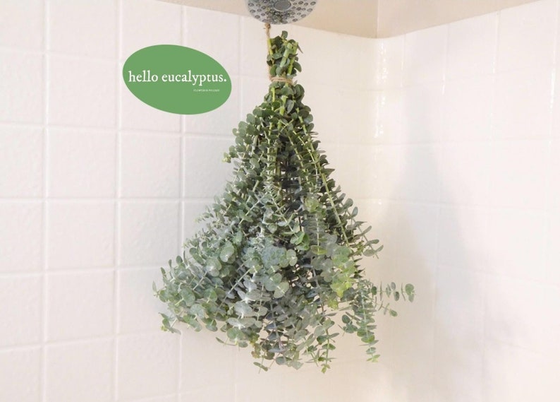 May include: A bundle of fresh eucalyptus hanging from a shower head. The green leaves are tied together with twine. A green oval sticker with the words "hello eucalyptus" is on the left.