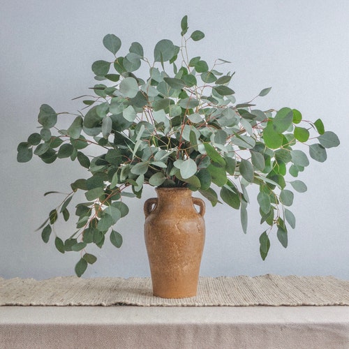 Silver Dollar Eucalyptus Bunch | Eucalyptus Decor | Fresh/Dry | Silver Dollar Eucalyptus Plant | Wedding Eucalyptus