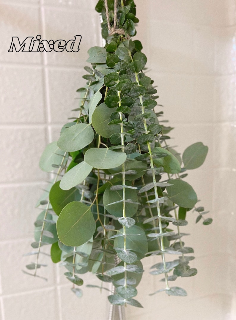May include: A bundle of fresh eucalyptus leaves, with round and elongated green leaves, tied together with twine. The word "Mixed" is written in a stylized font at the top left. The eucalyptus is hanging against a white tiled background.