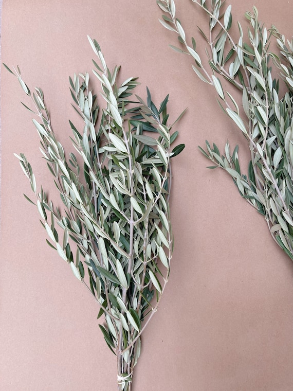 Fresh/dry Olive Branches Olive Branch Olive Branch Decor -  Canada