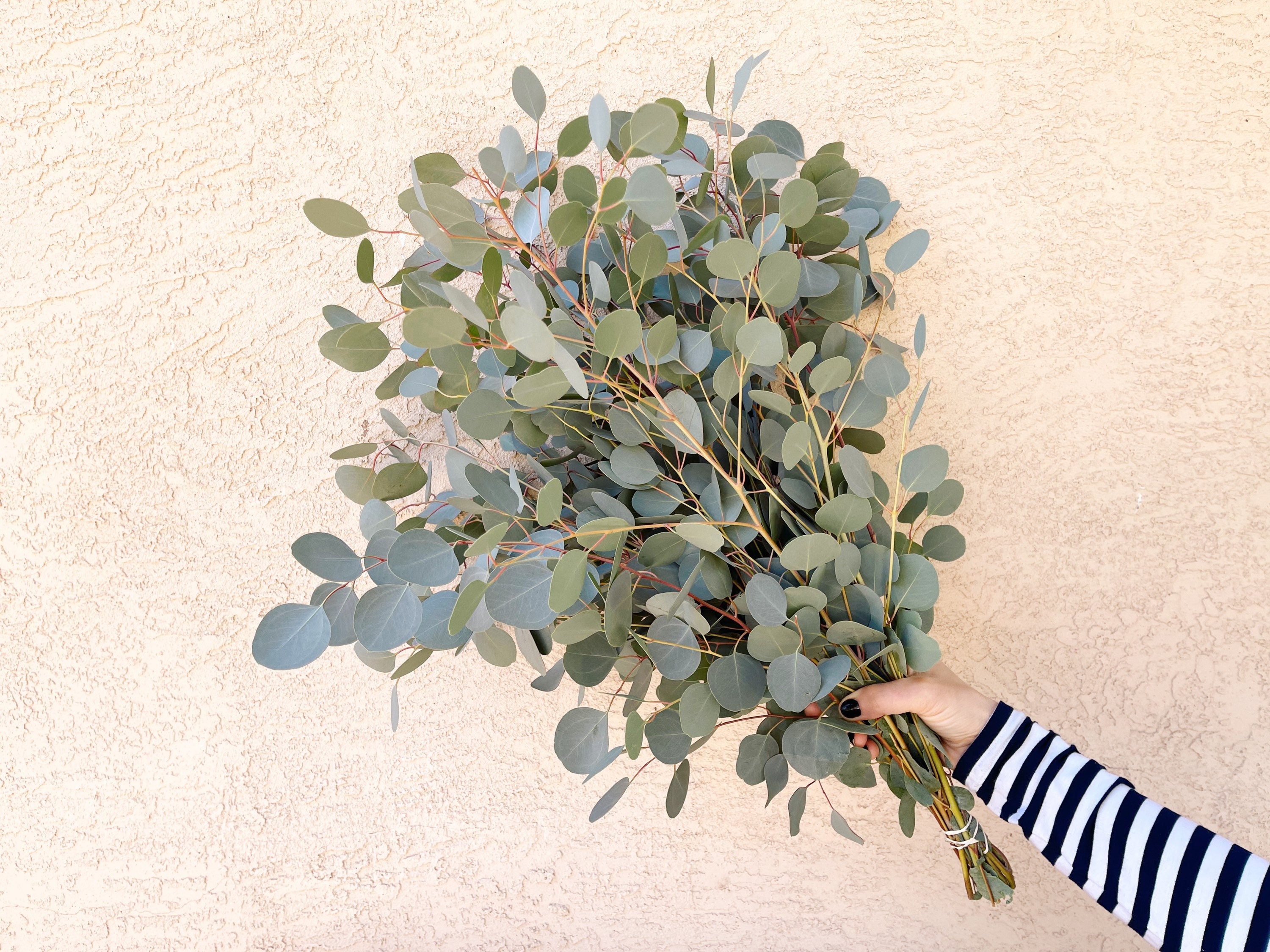 Dried Silver Dollar Eucalyptus, Dried Flowers, Dried Greenery, Dried Leaves