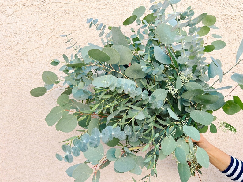 Jumbo Mixed Eucalyptus Bouquet Fresh/Dried Wedding Foliage Greenery Fresh Eucalyptus image 2