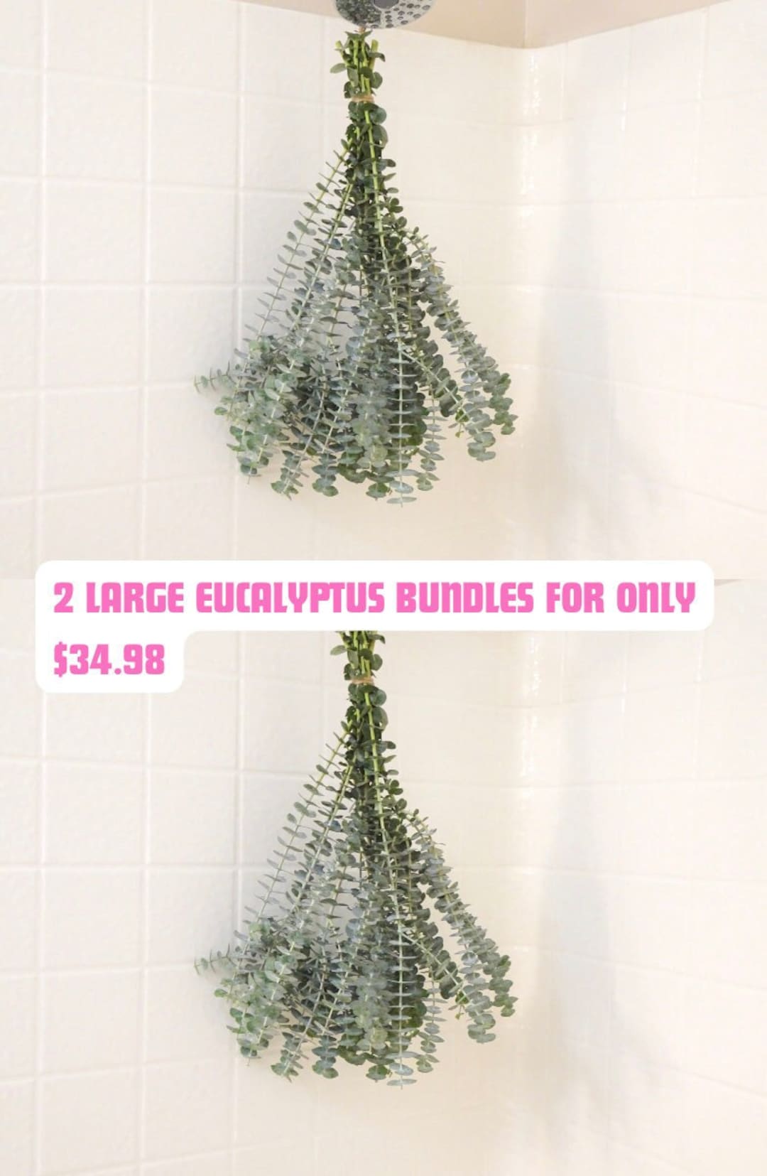 Large Fresh Eucalyptus Shower Bundle, Eucalyptus Shower Plant