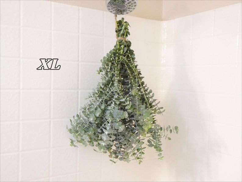 May include: A bundle of fresh eucalyptus leaves hangs from a shower head. The leaves are a mix of green and gray-green, tied together with twine. The text "XL" is visible on the white tiled wall.