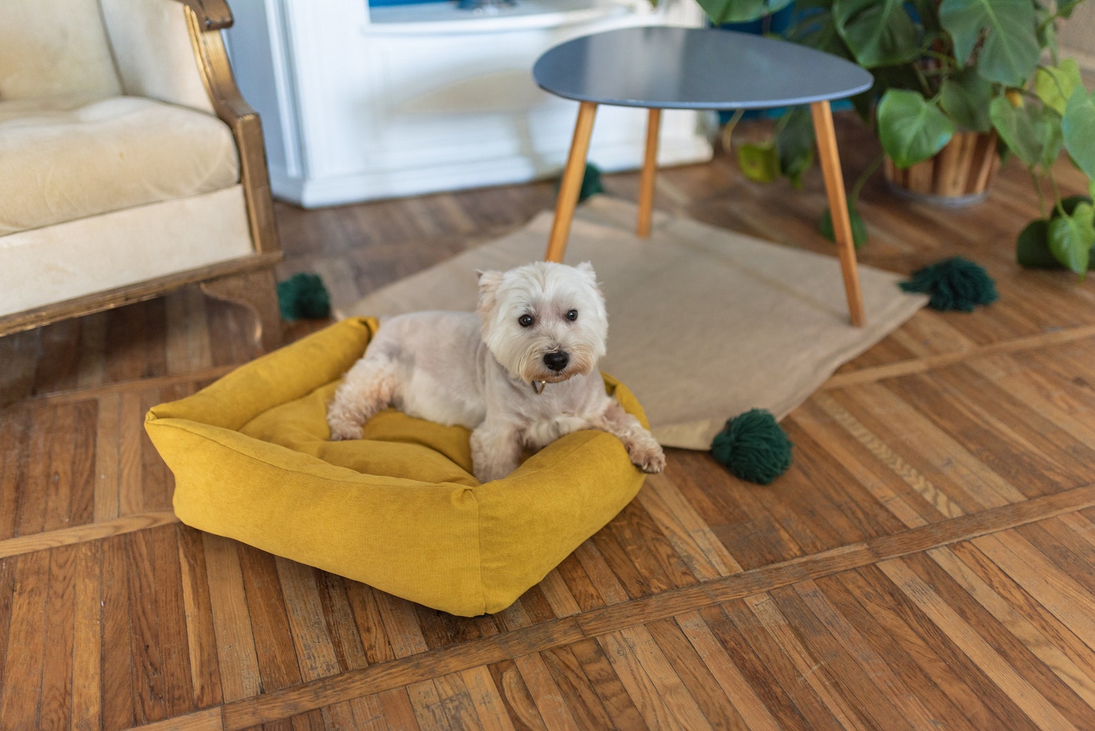 Yellow dog bed with removable cover pet bed gift for dog Etsy