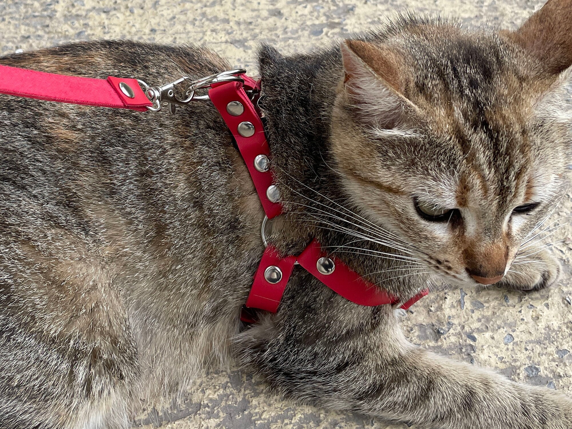 Breathable stylish ergonomic harness for cats - . Gift Ideas